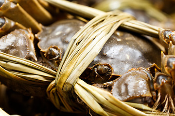 Image showing Close up of chinese hairy crabs