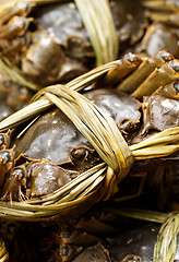 Image showing Chinese Hairy Crab