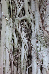 Image showing The roots of the banyan tree