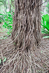 Image showing The roots of the banyan tree