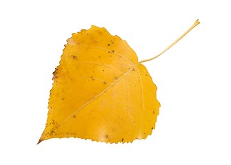 Image showing Aspen Leaf