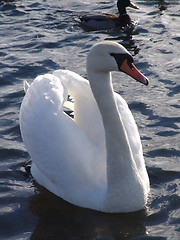 Image showing Swan on Lake 2