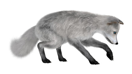 Image showing Arctic Fox