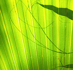 Image showing abstract green leaf in the light and shadow morocco africa