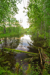 Image showing Forest Lake    