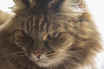 Image showing Domestic cat