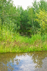 Image showing Forest Lake    