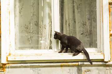 Image showing black cat