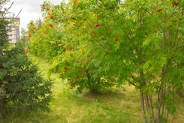 Image showing bush rowan  