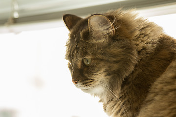 Image showing Domestic cat