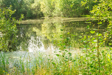 Image showing Forest Lake    