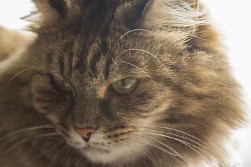 Image showing Domestic cat