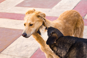 Image showing two dogs   