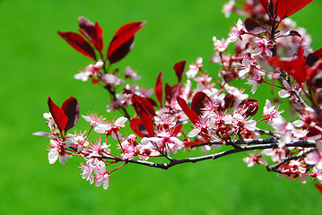 Image showing Bloomig cherry tree