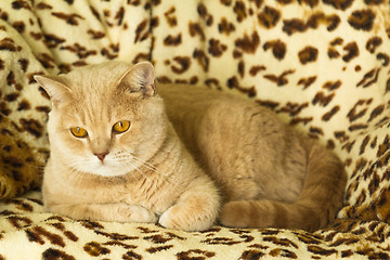 Image showing Red Cat