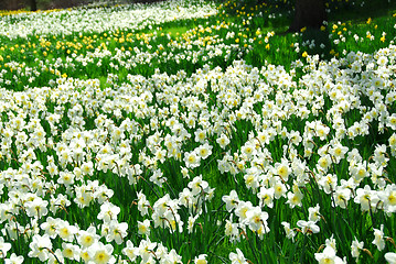 Image showing Blooming field