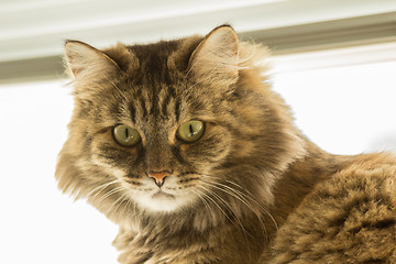 Image showing Domestic cat