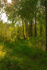 Image showing Forest Lake    