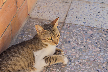 Image showing motley cat  