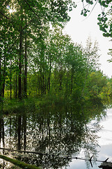 Image showing Forest Lake    