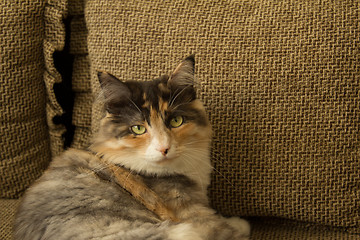 Image showing Domestic cat