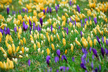 Image showing Crocus field