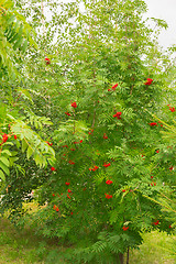 Image showing bush rowan  