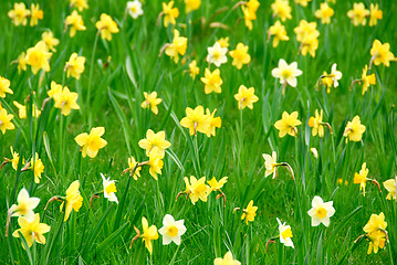 Image showing Daffodils