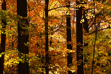 Image showing Fall forest