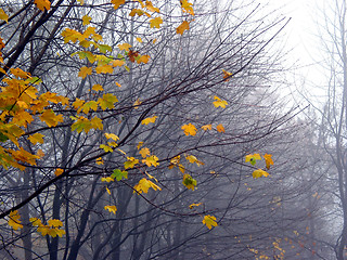 Image showing Last maple leaves in the fog