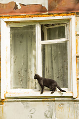 Image showing black cat