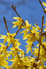 Image showing Forsythia flower blue sky