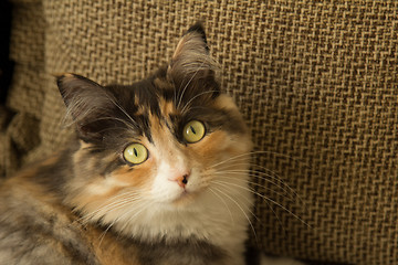 Image showing Domestic cat