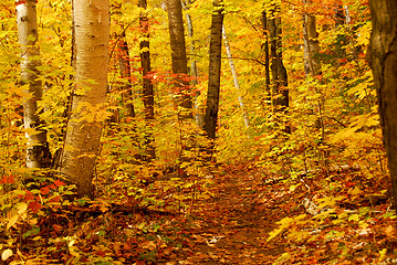 Image showing Fall forest