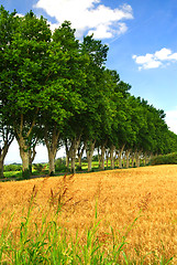 Image showing French country road