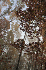 Image showing autumn park in fog