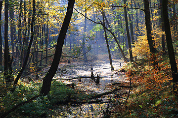 Image showing autumn park in fog