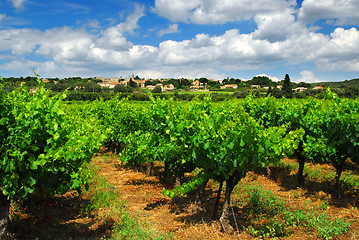 Image showing Vineyard in french countryside