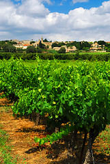Image showing Vineyard in french countryside