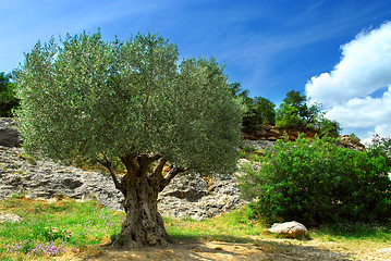 Image showing Old olive tree