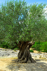 Image showing Old olive tree