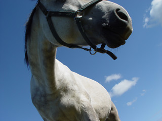 Image showing white horse browsing
