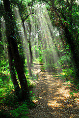 Image showing Path in sunlit forest