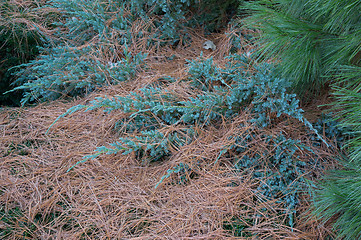 Image showing Autumn Evergreens