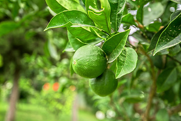 Image showing Lemon tree with fruits 