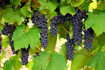 Image showing Grapes