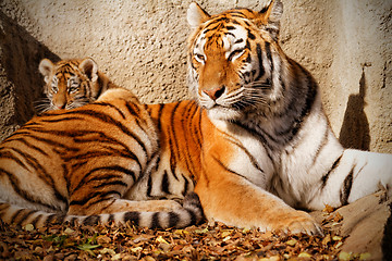 Image showing Tiger mum