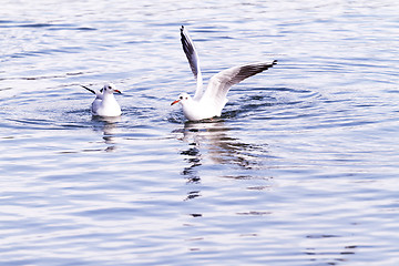 Image showing Seagull