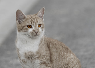 Image showing Small cat