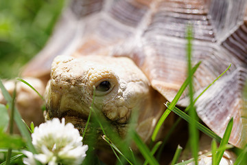 Image showing African Spurred Tortoise